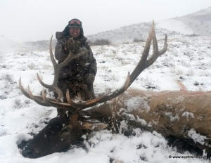 Scott's bull elk 2013