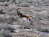 pronghorn antelope
