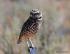 This is a burrowing owl...sensitive species, NNHP watch species, and a State of Nevada Protected Species